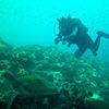 Picture taken during the dive