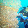 Picture taken during the dive