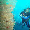 Picture taken during the dive