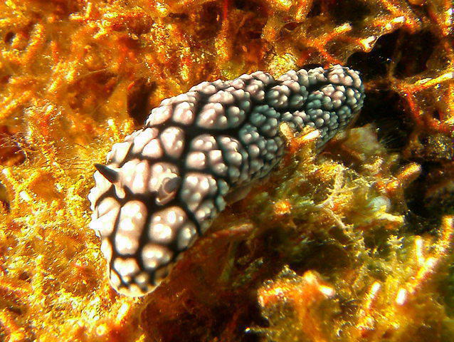 Nelson's Scuba Diving School - Dive Center