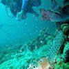 Picture taken during the dive
