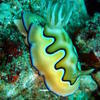 Picture taken during the dive