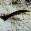 Picture taken during the dive