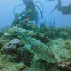 Picture taken during the dive