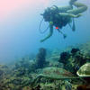 Picture taken during the dive