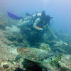 Picture taken during the dive