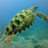 Picture taken during the dive