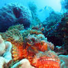 Picture taken during the dive