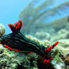 Picture taken during the dive