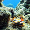Picture taken during the dive