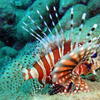Picture taken during the dive