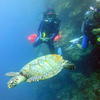 Picture taken during the dive