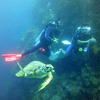 Picture taken during the dive