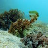 Picture taken during the dive