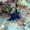 Picture taken during the dive