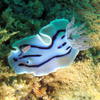 Picture taken during the dive