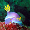 Picture taken during the dive