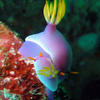 Picture taken during the dive