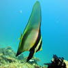 Picture taken during the dive