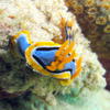 Picture taken during the dive