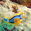 Picture taken during the dive