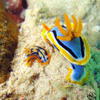 Picture taken during the dive