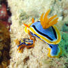 Picture taken during the dive