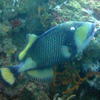 Picture taken during the dive