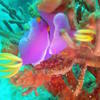 Picture taken during the dive