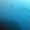 Picture taken during the dive