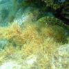 Picture taken during the dive