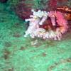 Picture taken during the dive