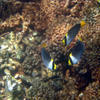 Picture taken during the dive