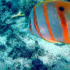Picture taken during the dive