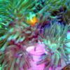 Picture taken during the dive