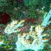 Picture taken during the dive