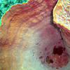 Picture taken during the dive