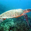 Picture taken during the dive