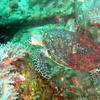Picture taken during the dive