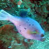 Picture taken during the dive