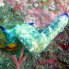 Picture taken during the dive
