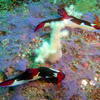 Picture taken during the dive