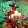 Picture taken during the dive