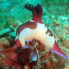 Picture taken during the dive