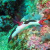 Picture taken during the dive