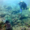Picture taken during the dive