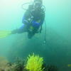 Picture taken during the dive