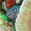 Picture taken during the dive