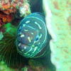 Picture taken during the dive