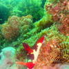 Picture taken during the dive